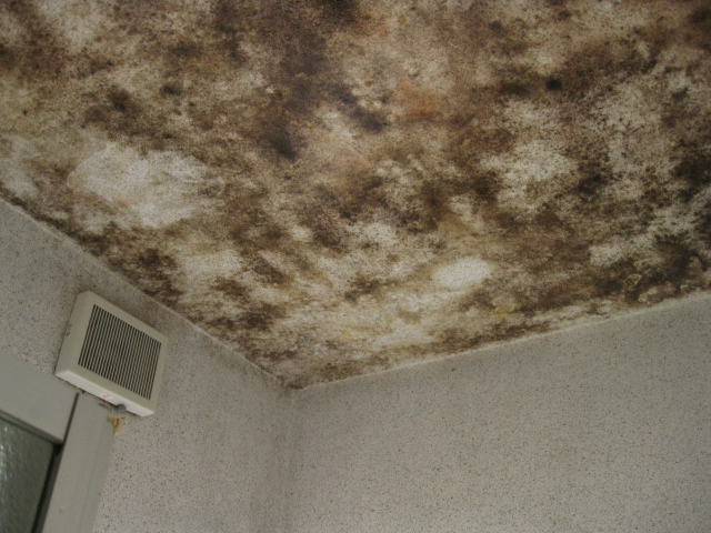 浴室の塗り壁調の天井のカビ抜き